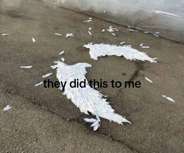 picture of fallen wings